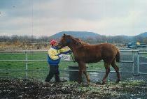 ȸ��� (HOEGIYA) ����