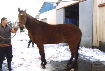 ������ ����