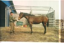 �����̽� (YOUNG ACE) ����