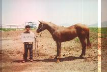 �������̾�Ʈ (HAPPY GIANT) ����