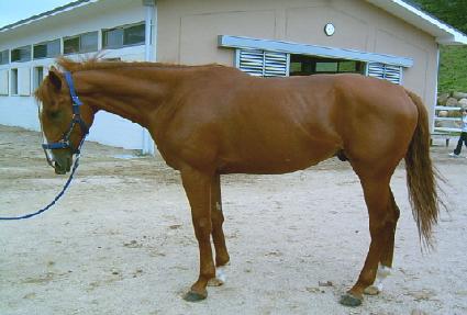 ����ū ����