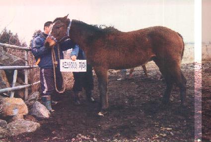 ���񿵿� ����