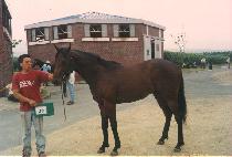 ������ (BITBORA) ����