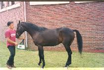 �츲��õ (SALLIMMITCHEON) ����