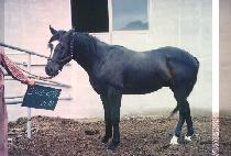 �Ƴ�� (ARNOLD) ����