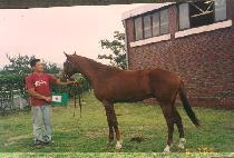 ��õ���� (GWACHEONPEONGJEONG) ����