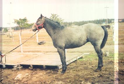 ���������� ����