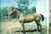 �ǹ� (FEVER) ����