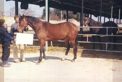 ž���ǵ� ����