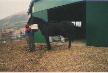 �����Ǵ� (CHOEJONG PANDAN) ����