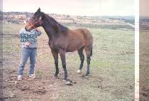 ���佺 (VIPESSE) ����