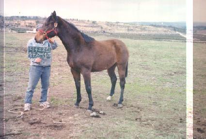 ���佺 ����