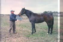 ����� (MEMBERS) ����