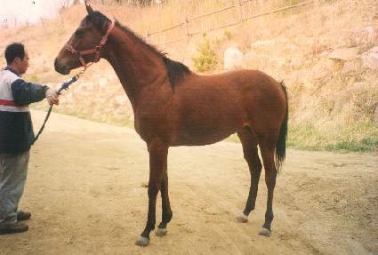 ����õ�� ����