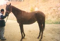 ��ũ�ص���� (SHOCK AND AWE) ����