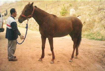 Ǫ���޺� ����