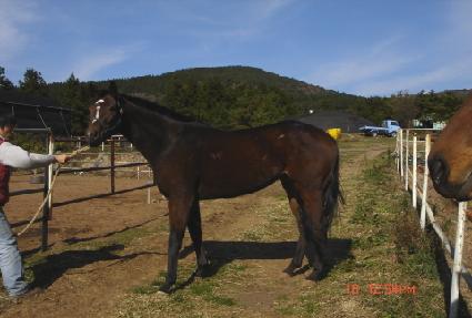 ��Ʋ�������� ����