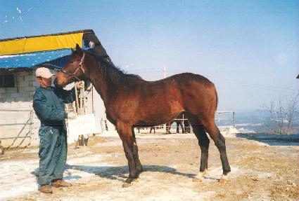 ������ ����