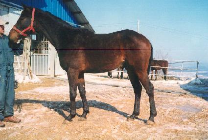 �ָ������� ����