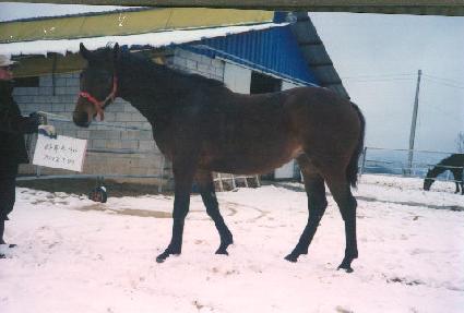 ����ƮŸ�� ����