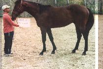 �������� (JISANG JEPAE) ����