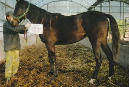 ������� ����