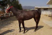 �ƹ̰� (AMIGO) ����