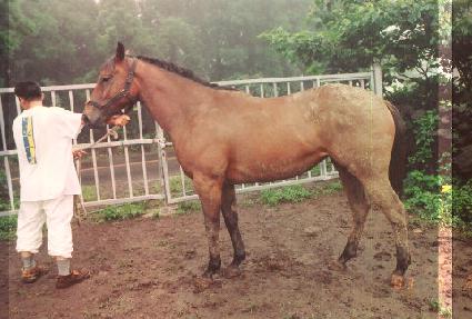 ������̾� ����