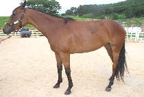 �ξ�ŷ�� (ROYAL KINGDOM) ����