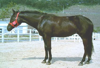 ġ�ھ� ����