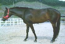 ȭ���� (HWAKKEUNHAE) ����