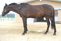 �������� (BOKBOK JANGJA) ����