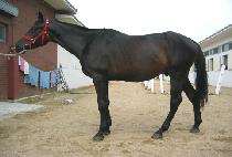 ����� (GOUN TTEUL) ����