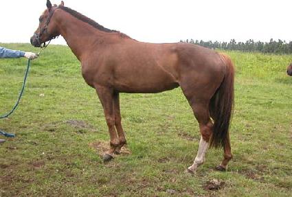 ������� ����