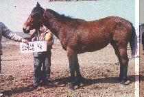 �����ֿ� (NAMUJUYEON) ����