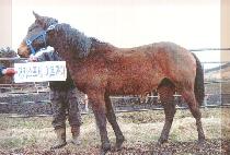 �������� (NEW FIGHTER) ����