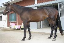 ȭ���� (HWARANGDAE) ����