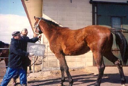 �������� ����