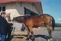 ���̾�� (IRON BUB) ����