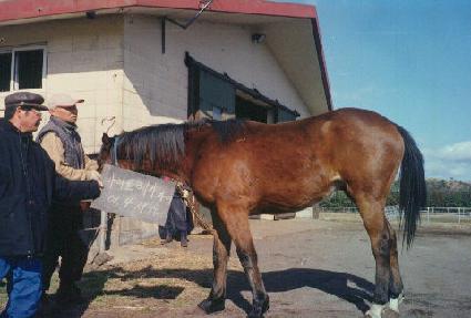 ���̾�� ����