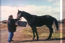 �۽����� (PACIFIC WIN) ����