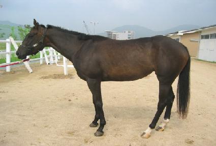 ��ٴ� ����