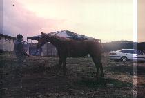 �ݹ߳��� (GEUMBAL NANGJA) ����