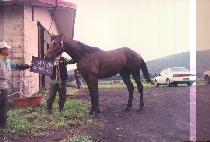 ��õ���� (PACHEONBIHAENG) ����