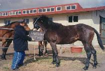 �ͻ����� (EXCITING) ����