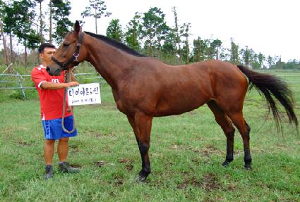 ���̾Ƹ���� ����