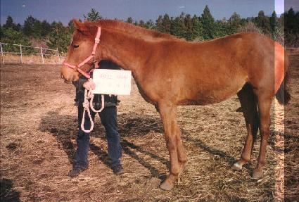 �����Ǹ� ����