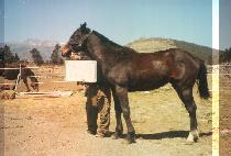 ��ȣ�� (WONHOBO) ����