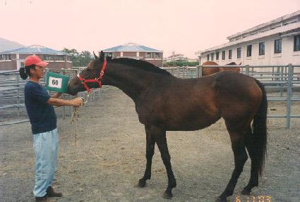 �������� ����