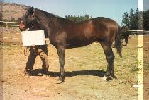 õ���� (CHEONGWANGUN) ����